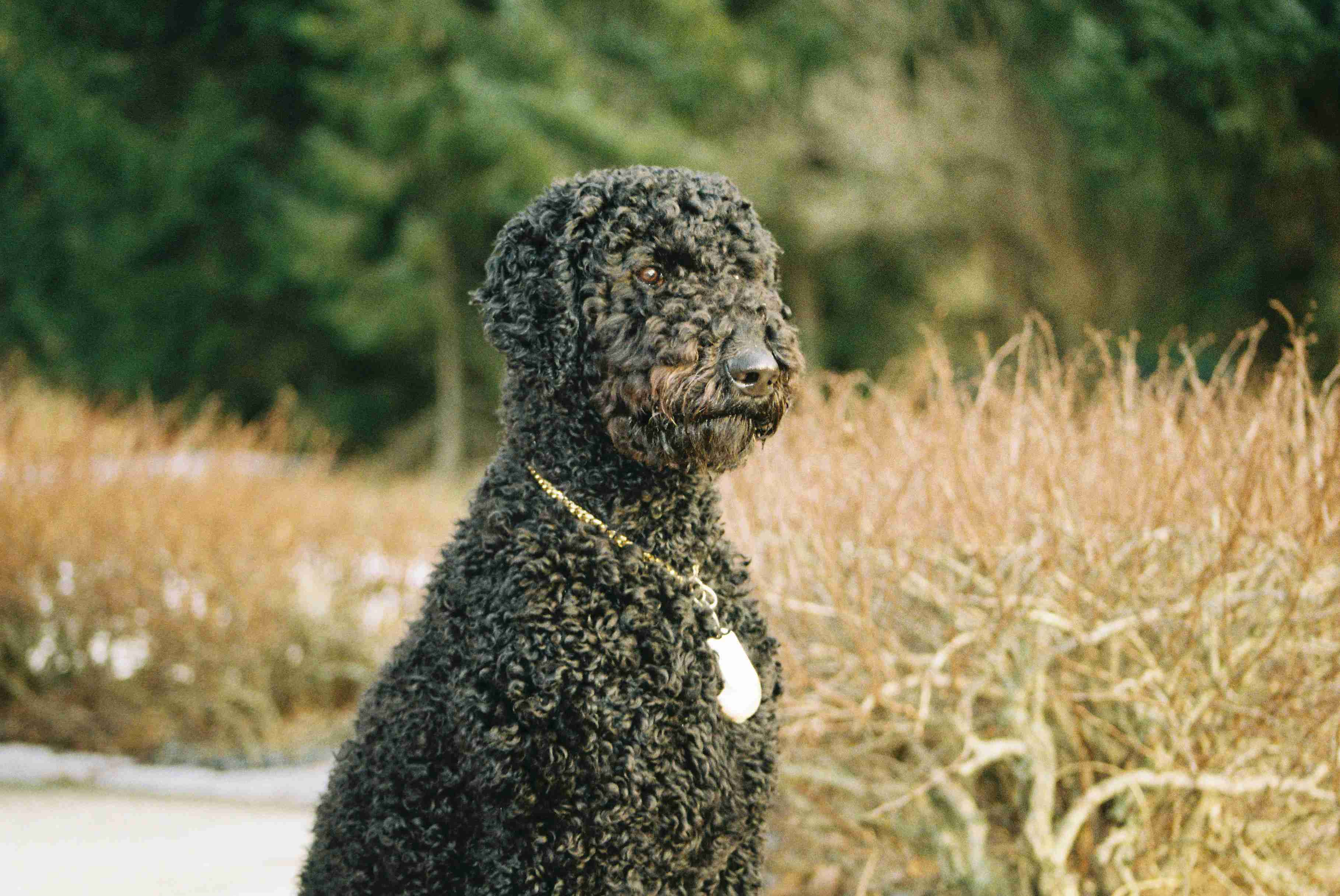 Are there any specific eye conditions that Poodles are prone to?